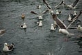 A flock of feeding gulls.