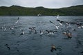 A flock of feeding gulls.