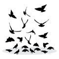 Flock of feeding pigeons. Vector silhouette.