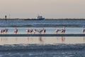 The flock of feeding spoonbills, Texas, Galveston