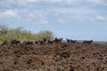 Flock of feral goats