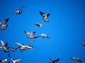 A flock of feral pigeons in the blue sky. Also known as city doves, city pigeons, or street pigeons