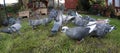 Flock of feral pigeons feeding in urban garden.