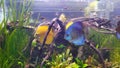 A Flock Fish at Aquarium, Discus Blue and Yellow, Rasbora Brigittae