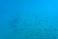 A flock of fish in the blue water of the Aegean Sea. Underwater photo, selective focus.