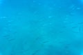 A flock of fish in the blue water of the Aegean Sea. Underwater photo, selective focus.
