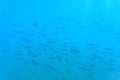 A flock of fish in the blue water of the Aegean Sea. Underwater photo, selective focus.