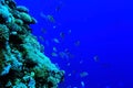 Flock of fish on coral reef