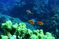 Flock of fish on coral reef Royalty Free Stock Photo