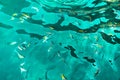 A flock of fish in sea water. Many colorful fish on the background of the sea, front focus, top view . pattern. Royalty Free Stock Photo