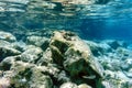 A flock of fish in the shallow waters of the Aegean Sea against the background of stones.