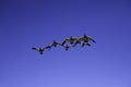 Flock of five birds flying over a clear blue sky.