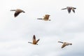 Canadian geese ducks flying against light blue sky with clouds