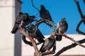 Flock of five pigeons sitting on a multilevel tree branch.