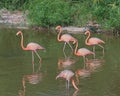 Flock of five pink flamingos in Vietnam. All go in the same direction, one stands still