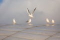 Flock of five white black-headed gulls