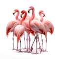 Flock of flamingo birds on a white background Royalty Free Stock Photo