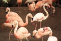 A flock Flamingo. Pink birds in natural park Royalty Free Stock Photo