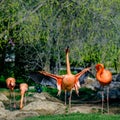 Flock flamingo standing on the grasses in Madrid zoo Royalty Free Stock Photo