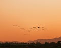 Flock of flamingoes flying in the orange sky at sunset.