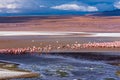 Flock of flamingoes in a lagoon in the bolivian plateau