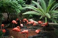 Flock of Flamingos