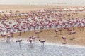 Flock of flamingos in Africa Royalty Free Stock Photo