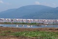 Flock of flamingos on the Arfican river on a sunny day Royalty Free Stock Photo