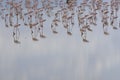 Flock of flamingos on the Arfican river on a sunny day Royalty Free Stock Photo