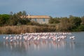 Flock of Flamingos, Camargue, France Royalty Free Stock Photo