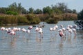 Flock of Flamingos, Camargue, France Royalty Free Stock Photo