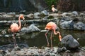 Flock of flamingos and ducks standing in water of a pond