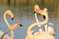 Flock of flamingos fighting in Camargue, France