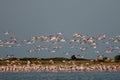 A flock of Flamingos, in flight. Royalty Free Stock Photo