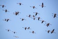 A Flock of Flamingos in flight Royalty Free Stock Photo