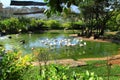 A flock of flamingos on a green lake surrounded by trees and grass