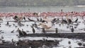 Flock of flamingos at Lake Nakuru