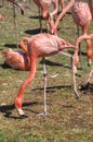 A Flock of Flamingos Peck the Ground Together