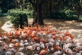 Flock of flamingos on the pond