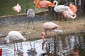 A flock of flamingos in the pond of the Moscow Zoo