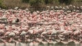 A flock of flamingos resting in a lake