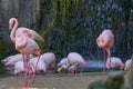 Group of Flamingos standing in the shallow waters of a waterfall