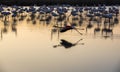 Flock of Flamingos at sunset in the Camargue , France Royalty Free Stock Photo