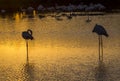 Flock of Flamingos at sunset in the Camargue , France Royalty Free Stock Photo