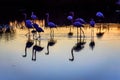 Flock of Flamingos at sunset in the Camargue , France Royalty Free Stock Photo