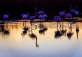 Flock of Flamingos at sunset in the Camargue , France Royalty Free Stock Photo