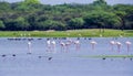 Flock of Flamingos at Thol lake Royalty Free Stock Photo