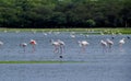 Flock of Flamingos at Thol lake Royalty Free Stock Photo