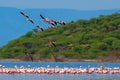 Flock of flamingos wading