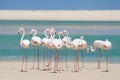 Flock of flamingos wading in shallow lagoon water